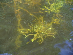 Ephydatia fluviatilis