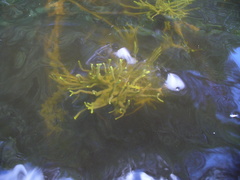 Ephydatia fluviatilis