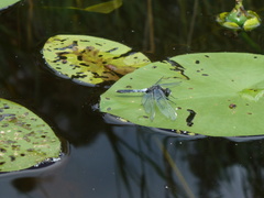 Leucorrhinia caudalis