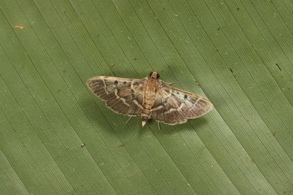 Nacoleia perstygialis