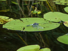 Leucorrhinia caudalis