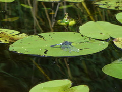 Leucorrhinia caudalis