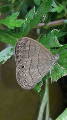 Hermeuptychia atalanta