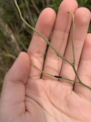 Trirhabda bacharidis