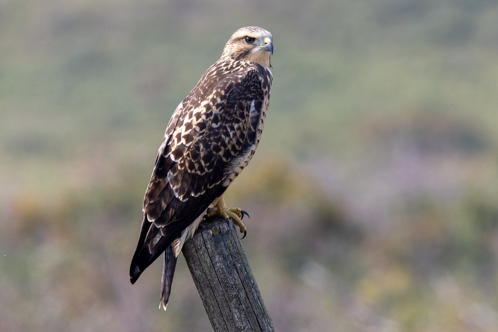 Swainson's Hawk from Kneehill County, AB, Canada on September 1, 2023 ...