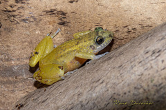 Baoruco Hammer Frog photo 4