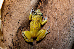 Baoruco Hammer Frog photo 3