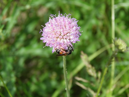Buožaininė Smėliabitė