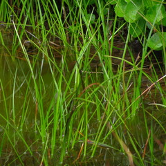 Eriophorum chamissonis