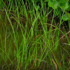 Eriophorum chamissonis