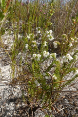 Erica subdivaricata