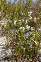 Erica subdivaricata
