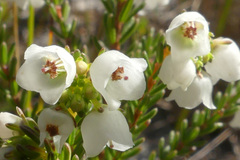 Erica subdivaricata