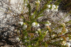 Erica subdivaricata