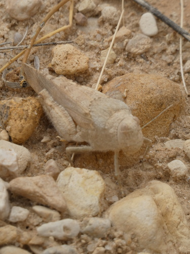 Tuarega insignis