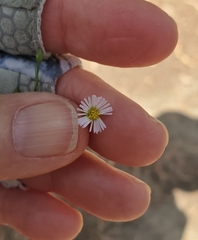 Spreading aster (Symphyotrichum expansum)