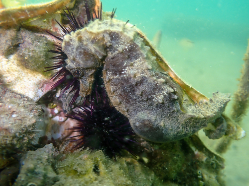 Long-snouted Seahorse