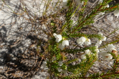 Erica subdivaricata