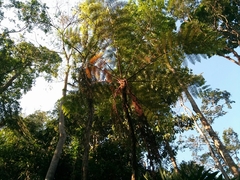 Giant groundsel (Gymnosphaera gigantea)