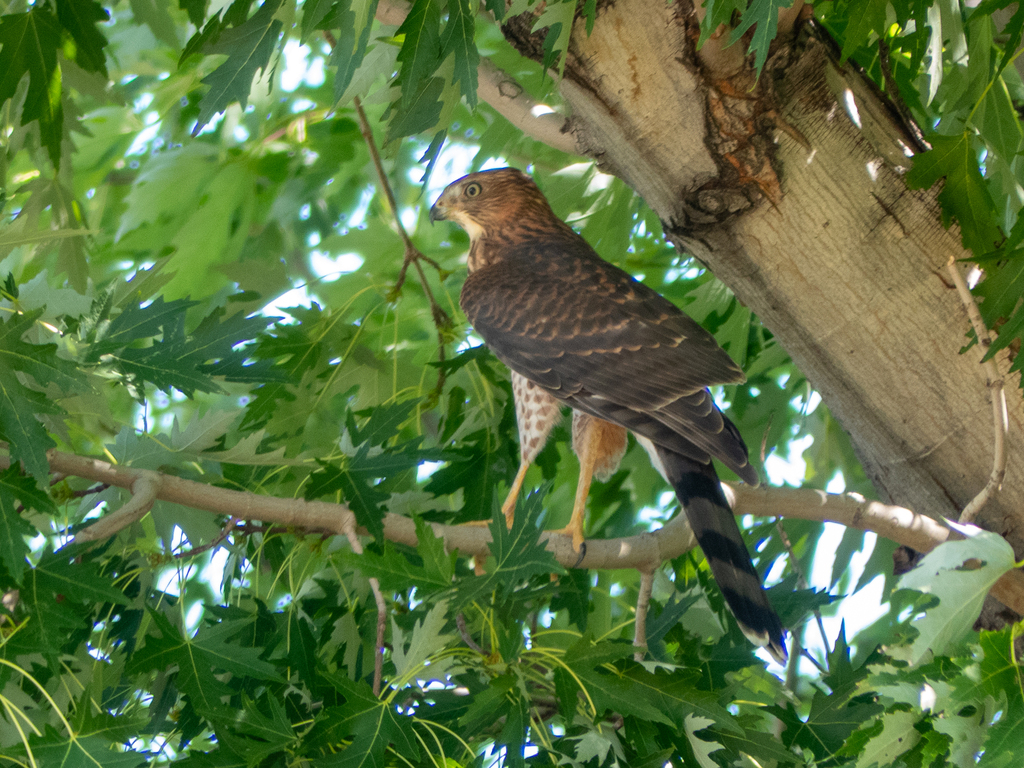 Cooper's Hawk from West Westminster, Westminster, CO, USA on September