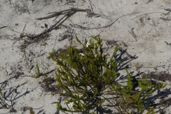 Lachnaea grandiflora