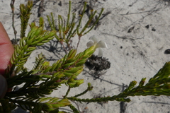 Lachnaea grandiflora