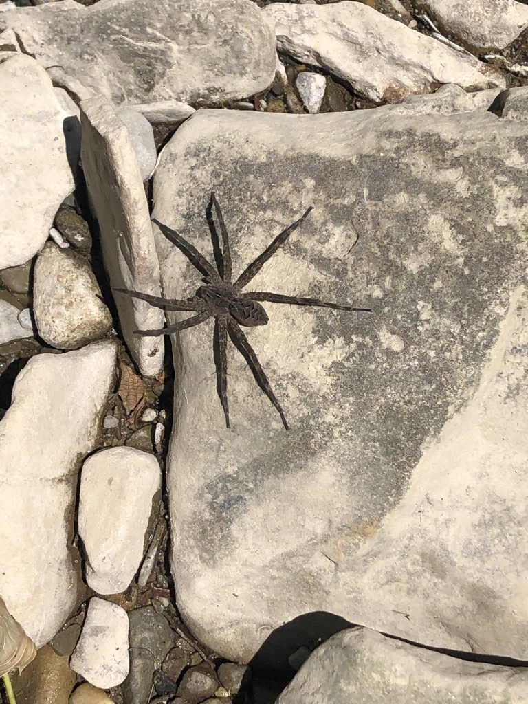 Striped Fishing Spider in June 2022 by halfblindbotanist · iNaturalist