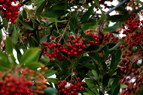 iNaturalist observation photo of Toyon