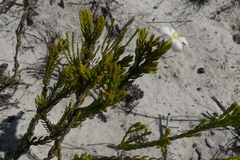 Lachnaea grandiflora