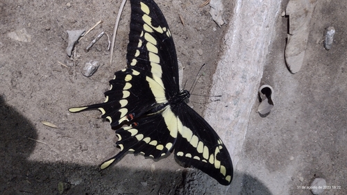 Thoas Swallowtail