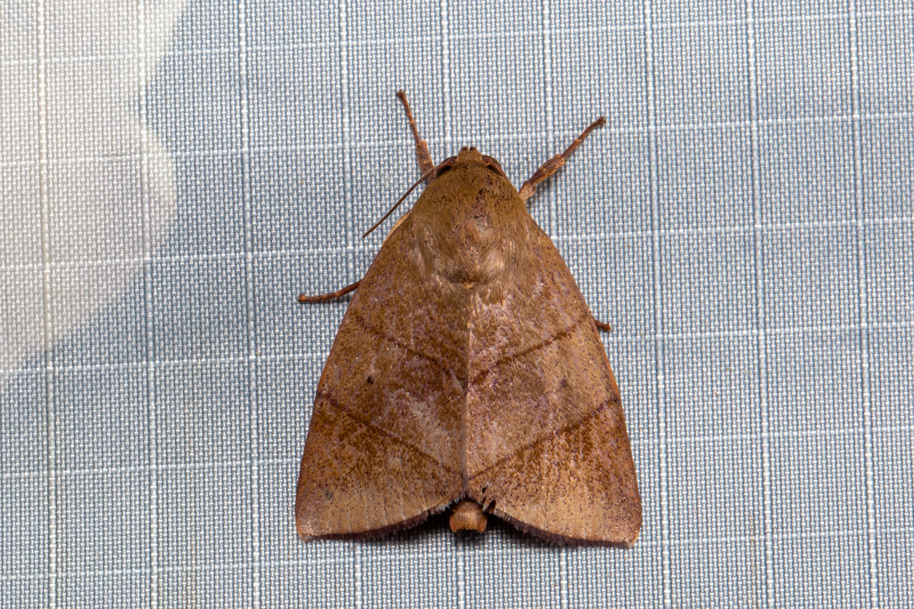 Xenochroa pryeri