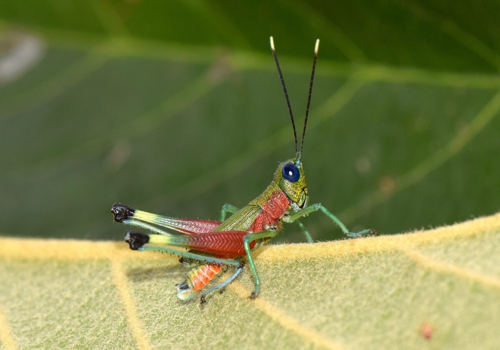 Pseudoutanacris grilla