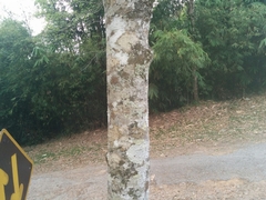 Strobocalyx arborea