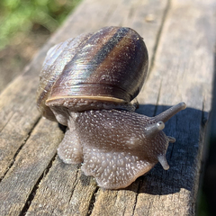 Helminthoglypta umbilicata