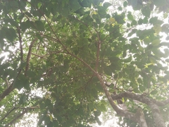 Balakata baccata