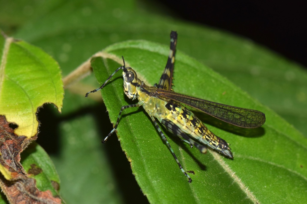 Sciaphilomastax decorata