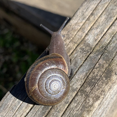 Helminthoglypta umbilicata