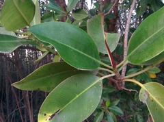 Rhizophora apiculata