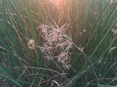Cyperus corymbosus