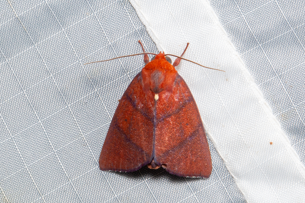Xenochroa purpureolineata