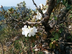 Rhododendron veitchianum