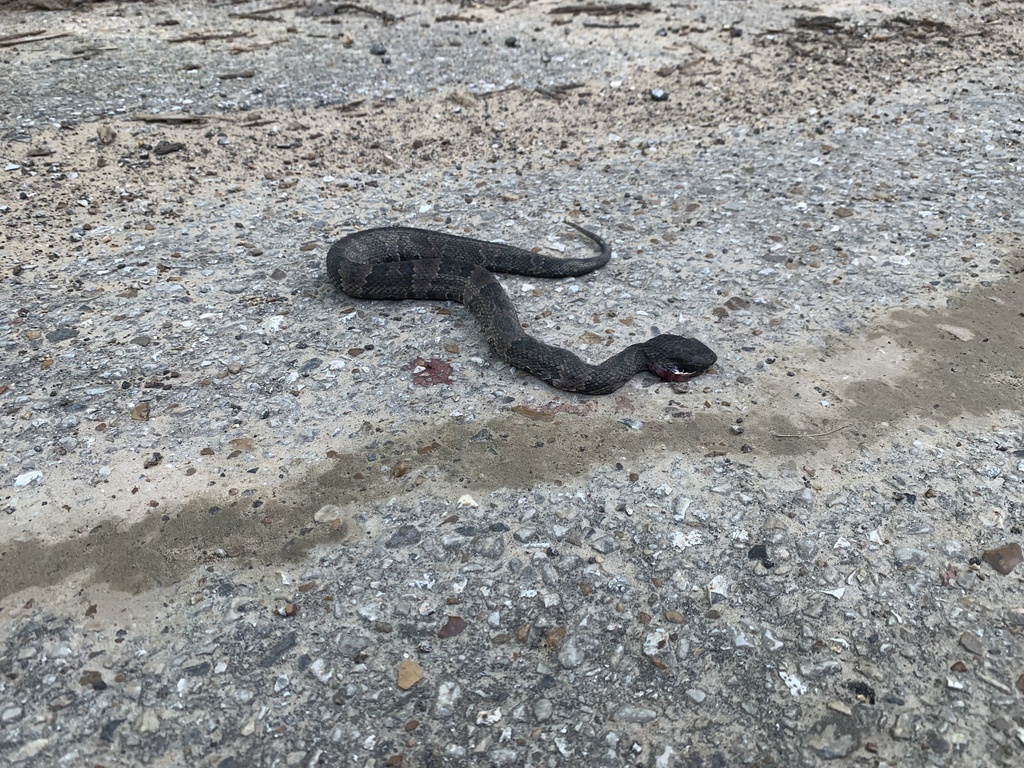 Northern Cottonmouth from Jackson Hill Rd, Millington, TN, US on