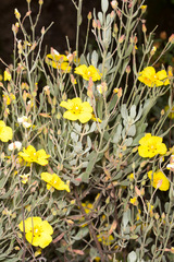 Cistus halimifolius