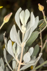 Cistus halimifolius