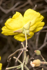 Cistus halimifolius