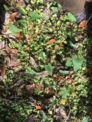 Image of Nasturtium floridanum