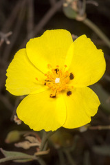 Cistus halimifolius