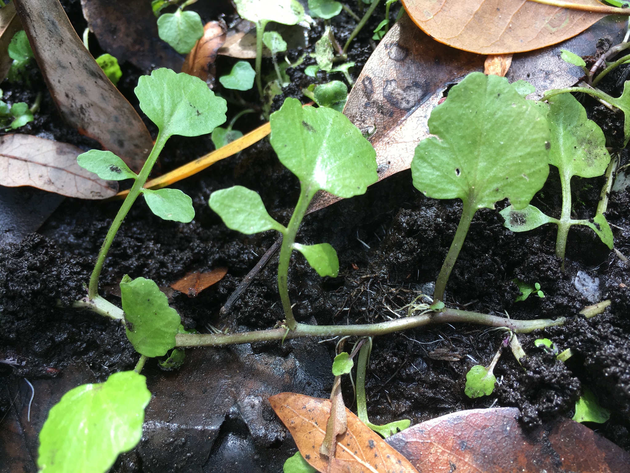 Nasturtium floridanum