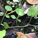 Florida Yellowcress - Photo (c) Eric M Powell, some rights reserved (CC BY-NC), uploaded by Eric M Powell