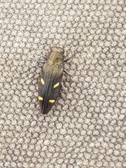 Nascioides enysi